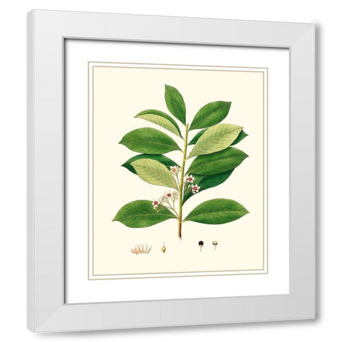 Spring Green Foliage III White Modern Wood Framed Art Print with Double Matting by Unknown