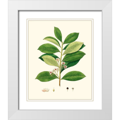 Spring Green Foliage III White Modern Wood Framed Art Print with Double Matting by Unknown