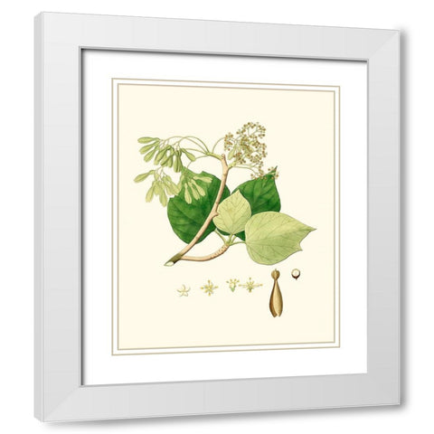 Spring Green Foliage IV White Modern Wood Framed Art Print with Double Matting by Unknown
