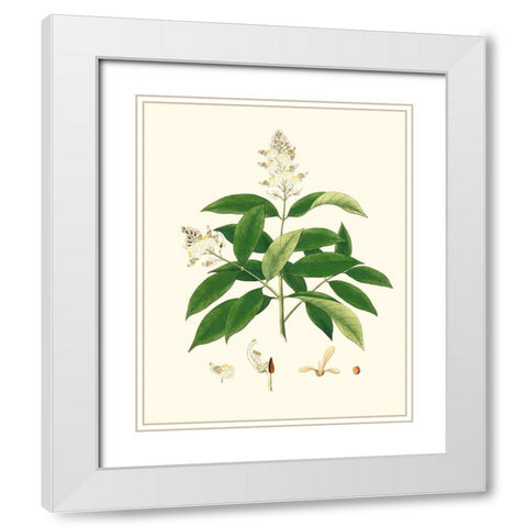 Spring Green Foliage V White Modern Wood Framed Art Print with Double Matting by Unknown
