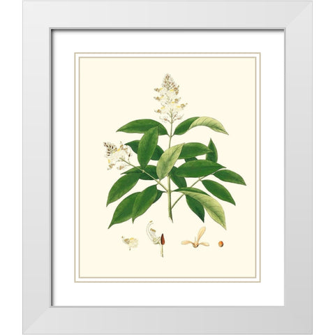 Spring Green Foliage V White Modern Wood Framed Art Print with Double Matting by Unknown