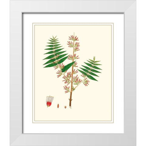 Spring Green Foliage VI White Modern Wood Framed Art Print with Double Matting by Unknown