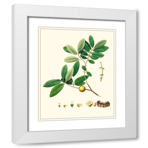 Spring Green Foliage VII White Modern Wood Framed Art Print with Double Matting by Unknown
