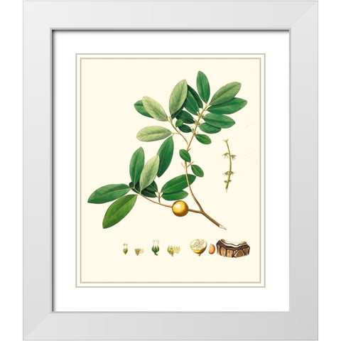 Spring Green Foliage VII White Modern Wood Framed Art Print with Double Matting by Unknown