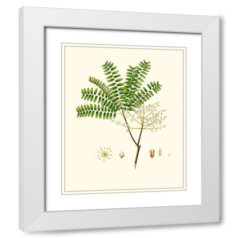 Spring Green Foliage VIII White Modern Wood Framed Art Print with Double Matting by Unknown