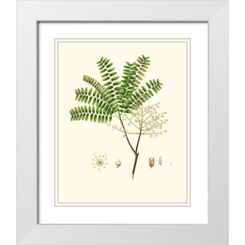 Spring Green Foliage VIII White Modern Wood Framed Art Print with Double Matting by Unknown