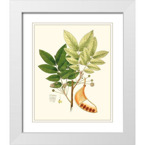 Spring Green Foliage IX White Modern Wood Framed Art Print with Double Matting by Unknown