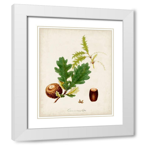 Antique Tree Study III White Modern Wood Framed Art Print with Double Matting by Unknown