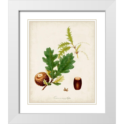 Antique Tree Study III White Modern Wood Framed Art Print with Double Matting by Unknown