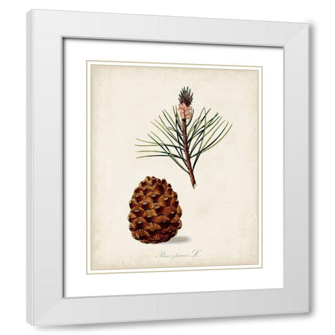 Antique Tree Study V White Modern Wood Framed Art Print with Double Matting by Unknown