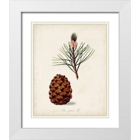Antique Tree Study V White Modern Wood Framed Art Print with Double Matting by Unknown