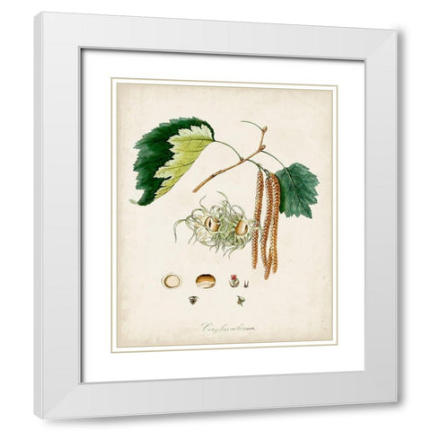 Antique Tree Study VI White Modern Wood Framed Art Print with Double Matting by Unknown