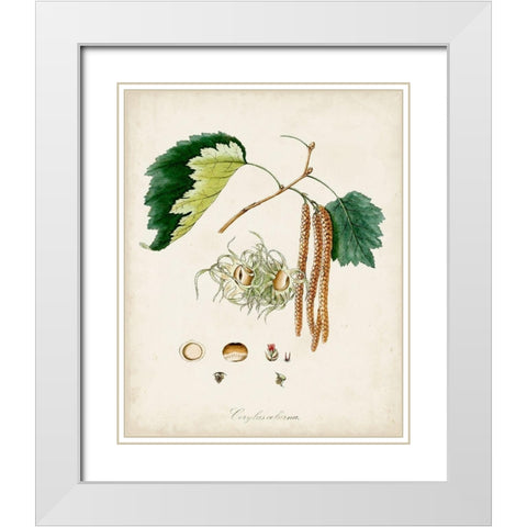 Antique Tree Study VI White Modern Wood Framed Art Print with Double Matting by Unknown