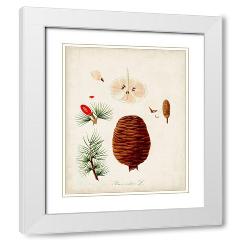 Antique Tree Study VII White Modern Wood Framed Art Print with Double Matting by Unknown