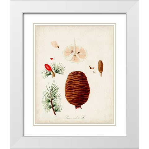 Antique Tree Study VII White Modern Wood Framed Art Print with Double Matting by Unknown