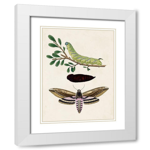 Caterpillar and Moth I White Modern Wood Framed Art Print with Double Matting by Unknown
