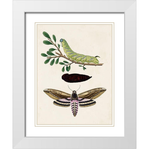 Caterpillar and Moth I White Modern Wood Framed Art Print with Double Matting by Unknown