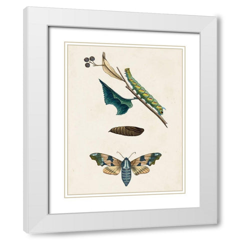 Caterpillar and Moth II White Modern Wood Framed Art Print with Double Matting by Unknown