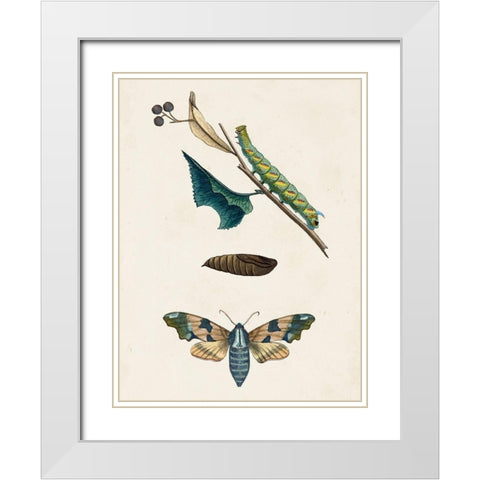 Caterpillar and Moth II White Modern Wood Framed Art Print with Double Matting by Unknown