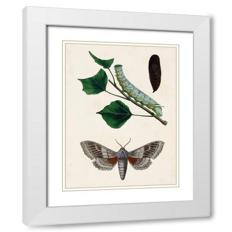 Caterpillar and Moth III White Modern Wood Framed Art Print with Double Matting by Unknown