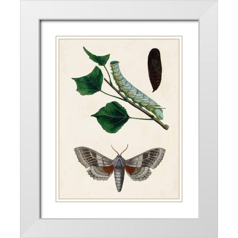 Caterpillar and Moth III White Modern Wood Framed Art Print with Double Matting by Unknown