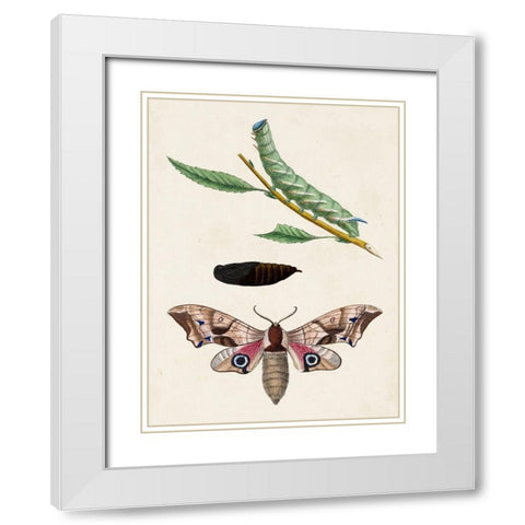 Caterpillar and Moth IV White Modern Wood Framed Art Print with Double Matting by Unknown