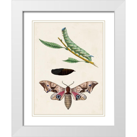 Caterpillar and Moth IV White Modern Wood Framed Art Print with Double Matting by Unknown
