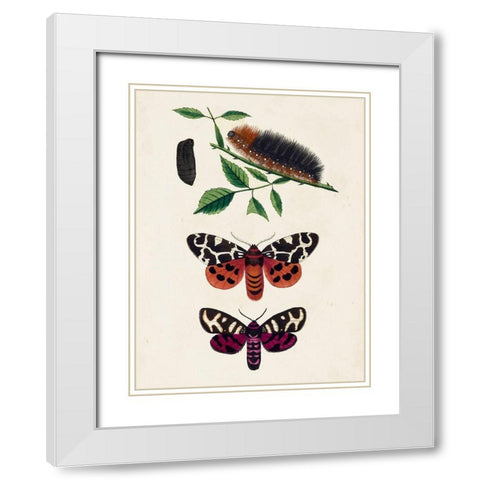 Caterpillar and Moth V White Modern Wood Framed Art Print with Double Matting by Unknown