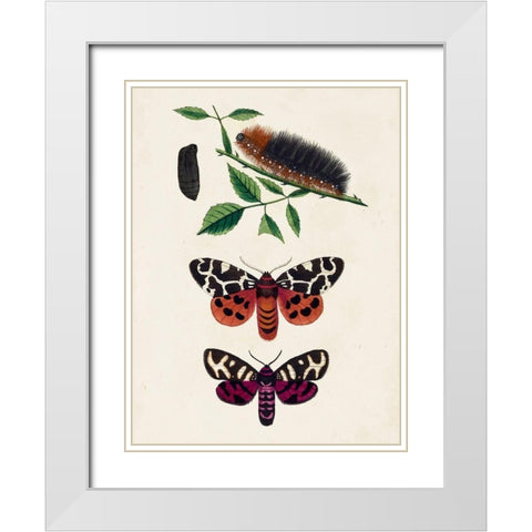 Caterpillar and Moth V White Modern Wood Framed Art Print with Double Matting by Unknown
