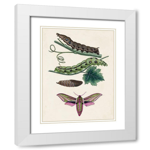 Caterpillar and Moth VI White Modern Wood Framed Art Print with Double Matting by Unknown