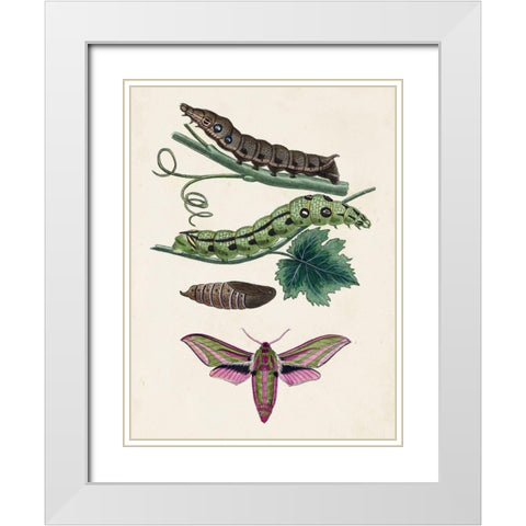 Caterpillar and Moth VI White Modern Wood Framed Art Print with Double Matting by Unknown