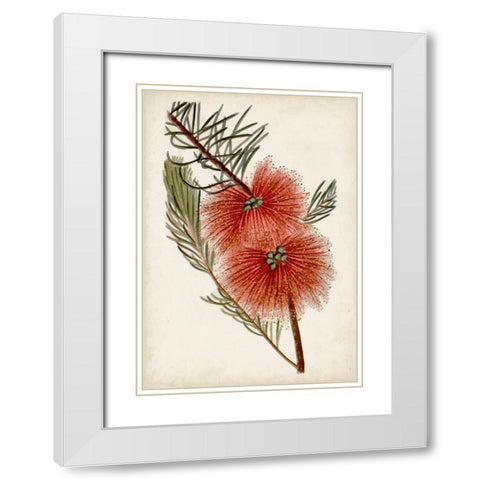 Bottle Brush Flower I White Modern Wood Framed Art Print with Double Matting by Miller, John