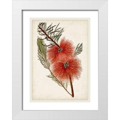 Bottle Brush Flower I White Modern Wood Framed Art Print with Double Matting by Miller, John