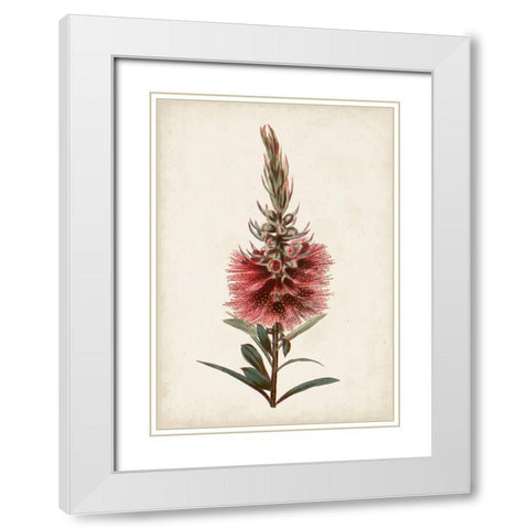 Bottle Brush Flower II White Modern Wood Framed Art Print with Double Matting by Miller, John