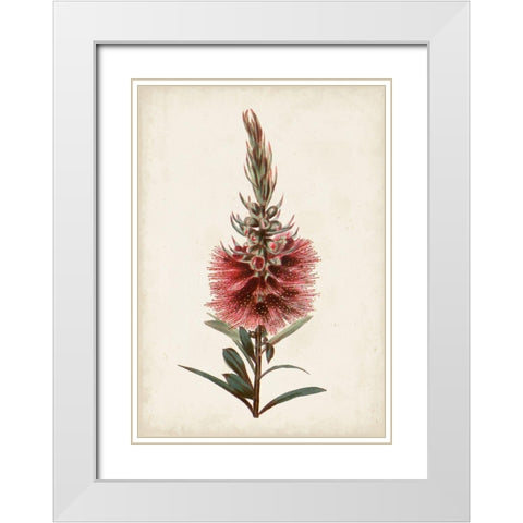 Bottle Brush Flower II White Modern Wood Framed Art Print with Double Matting by Miller, John