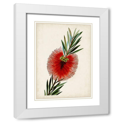 Bottle Brush Flower III White Modern Wood Framed Art Print with Double Matting by Miller, John