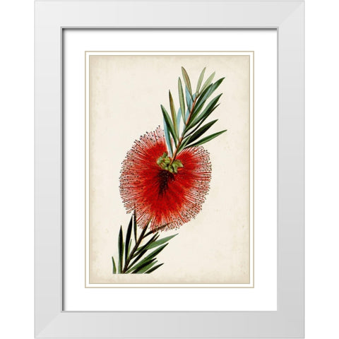 Bottle Brush Flower III White Modern Wood Framed Art Print with Double Matting by Miller, John