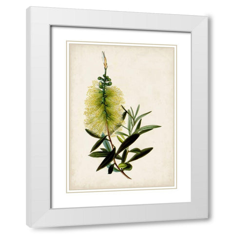Bottle Brush Flower IV White Modern Wood Framed Art Print with Double Matting by Miller, John