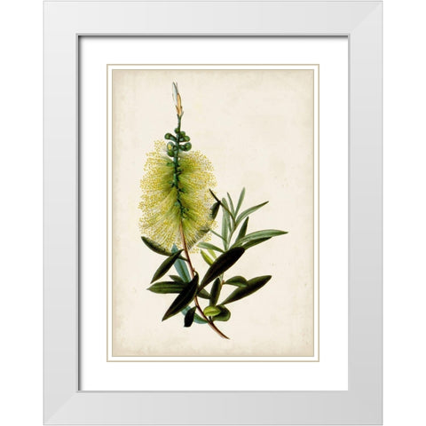 Bottle Brush Flower IV White Modern Wood Framed Art Print with Double Matting by Miller, John