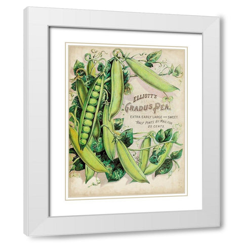 Antique Seed Packets V White Modern Wood Framed Art Print with Double Matting by Unknown