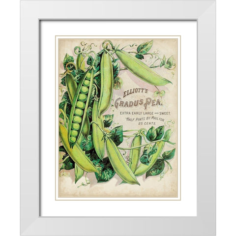 Antique Seed Packets V White Modern Wood Framed Art Print with Double Matting by Unknown