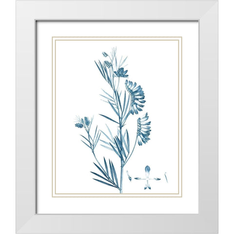 Antique Botanical in Blue IX White Modern Wood Framed Art Print with Double Matting by Vision Studio