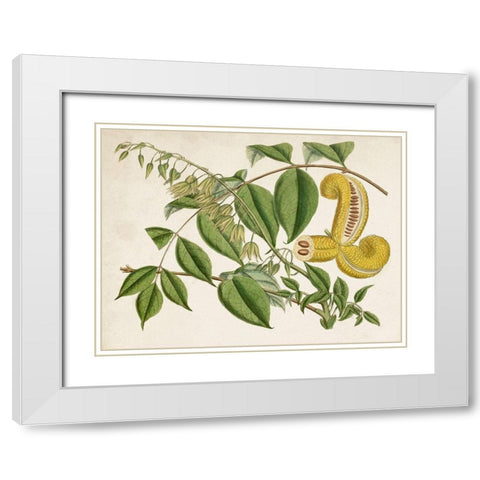 Tropical Foliage and Fruit I White Modern Wood Framed Art Print with Double Matting by Curtis