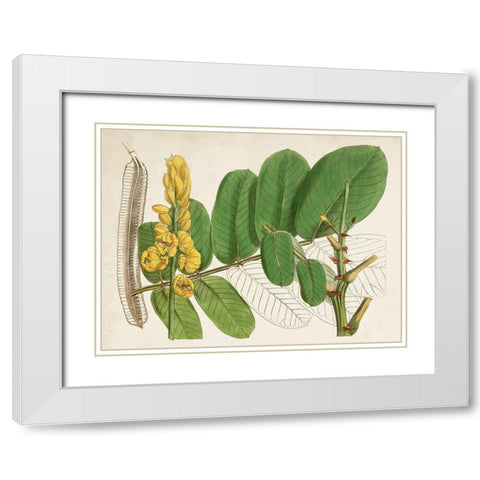 Tropical Foliage and Fruit II White Modern Wood Framed Art Print with Double Matting by Curtis