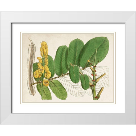 Tropical Foliage and Fruit II White Modern Wood Framed Art Print with Double Matting by Curtis