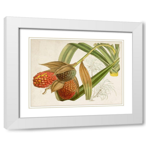 Tropical Foliage and Fruit III White Modern Wood Framed Art Print with Double Matting by Curtis