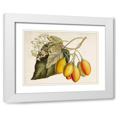 Tropical Foliage and Fruit IV White Modern Wood Framed Art Print with Double Matting by Curtis