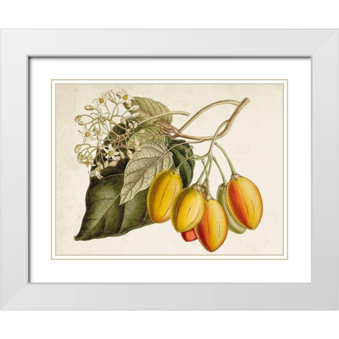 Tropical Foliage and Fruit IV White Modern Wood Framed Art Print with Double Matting by Curtis