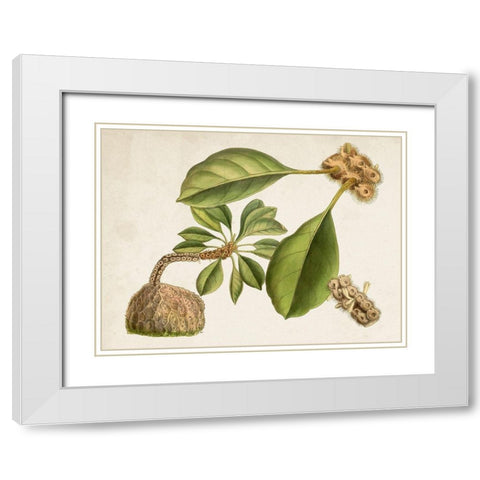 Tropical Foliage and Fruit V White Modern Wood Framed Art Print with Double Matting by Curtis