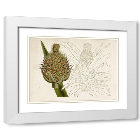 Tropical Foliage and Fruit VI White Modern Wood Framed Art Print with Double Matting by Curtis
